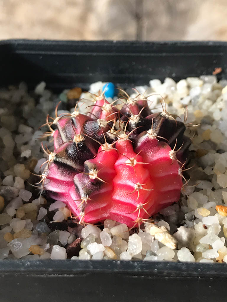 SHPR8171 Gymnocalycium friedrichii hybrid variegated - Image 2