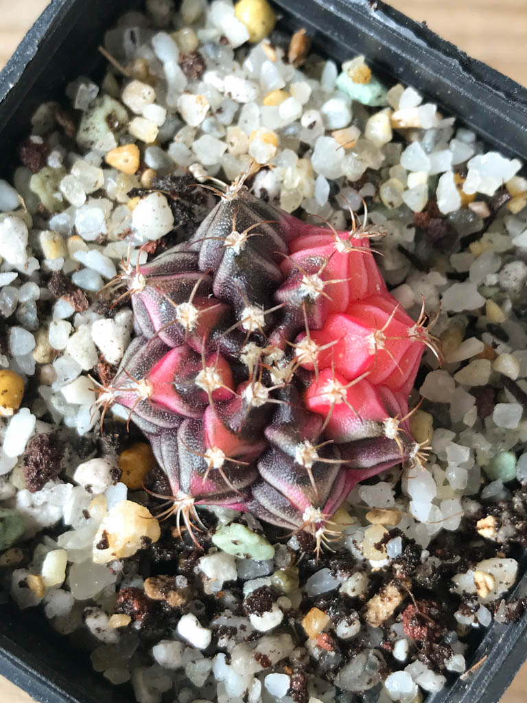 SHPR8171 Gymnocalycium friedrichii hybrid variegated