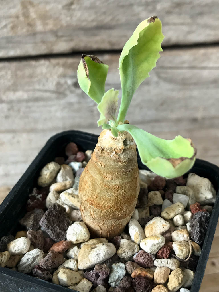 SHPR8173 Othonna cremnophila, South Africa