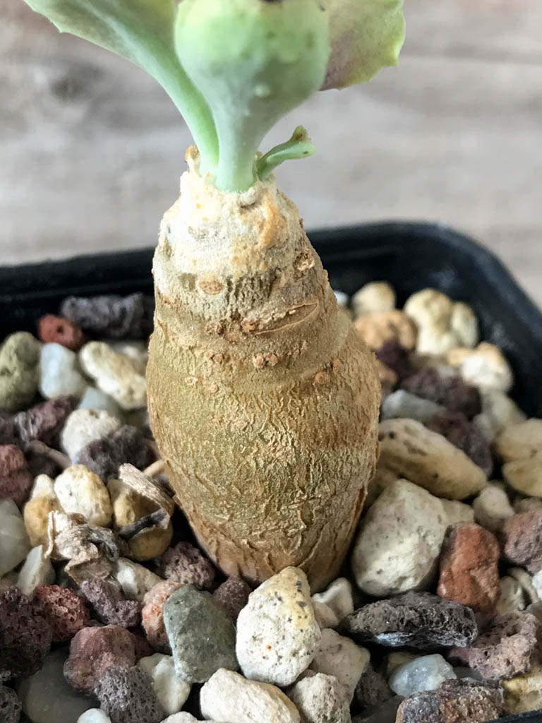 SHPR8173 Othonna cremnophila, South Africa - Imagen 3