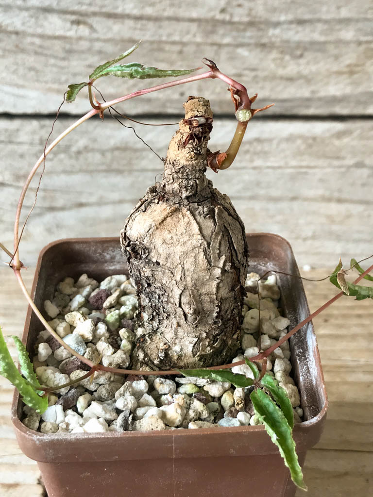 SHPR8175 Cyphostemma adenocaule, Madibira, Tansania