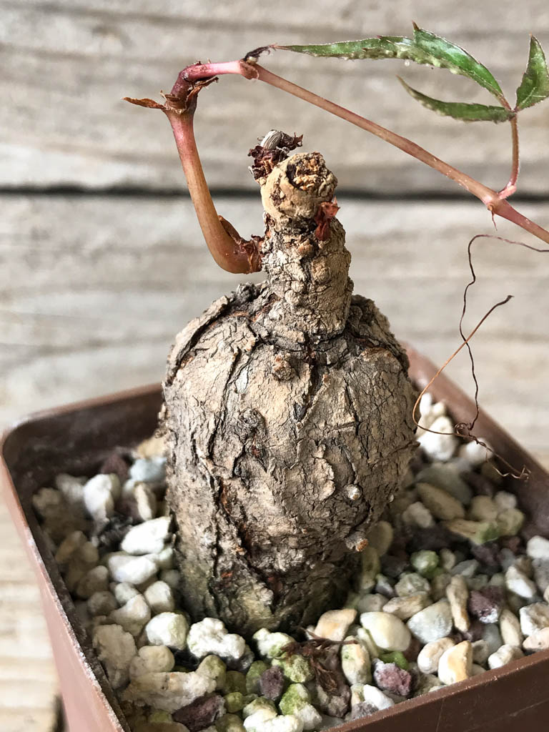 SHPR8175 Cyphostemma adenocaule, Madibira, Tansania - Image 3