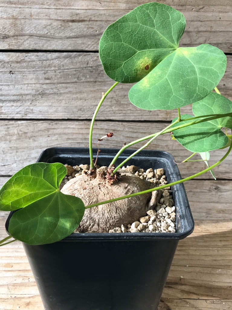 SHPR8177 Tylosema fassoglensis, Leguminoseae, Tropical East Africa