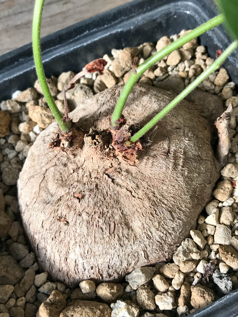 SHPR8177 Tylosema fassoglensis, Leguminoseae, Tropical East Africa - immagine 3