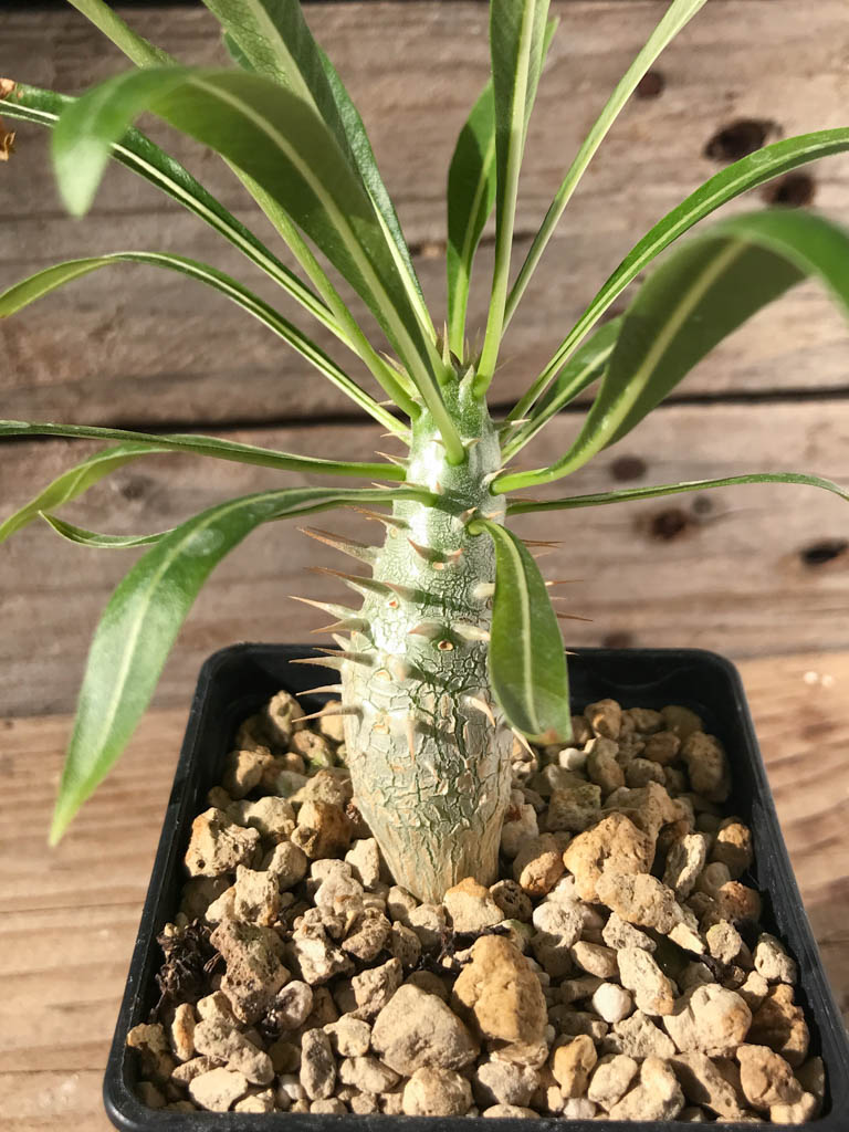 SHPR8178 Pachypodium rosulatum var. inopinatum, Madagascar