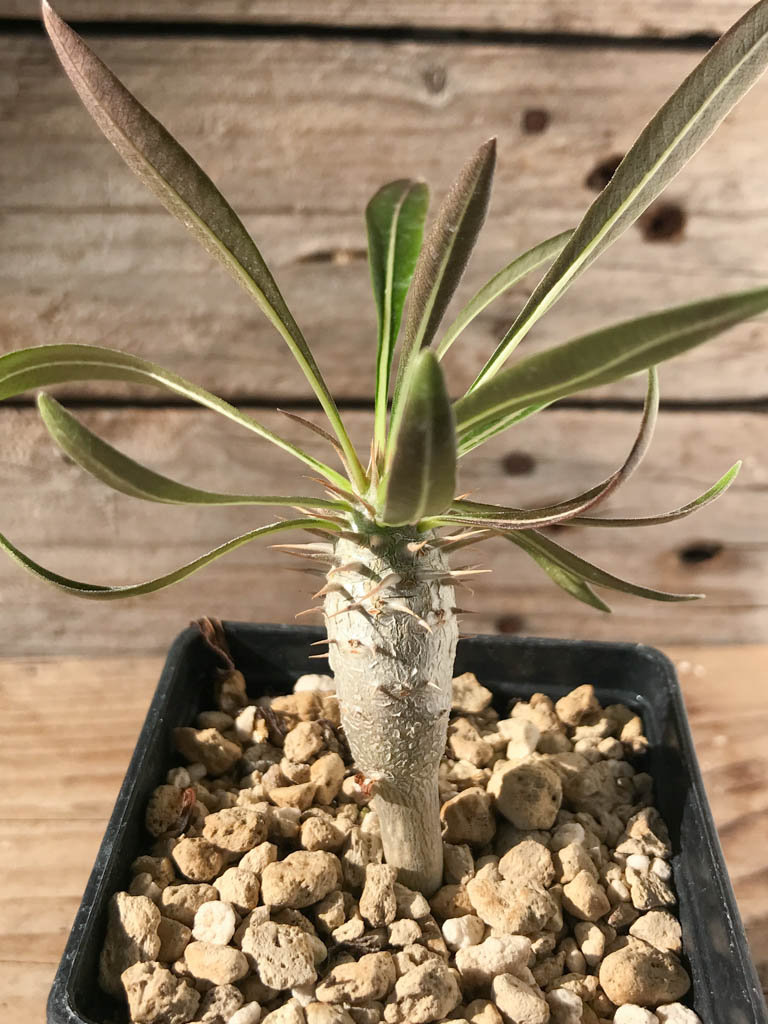 SHPR8178 Pachypodium rosulatum var. inopinatum, Madagascar - 画像 (3)