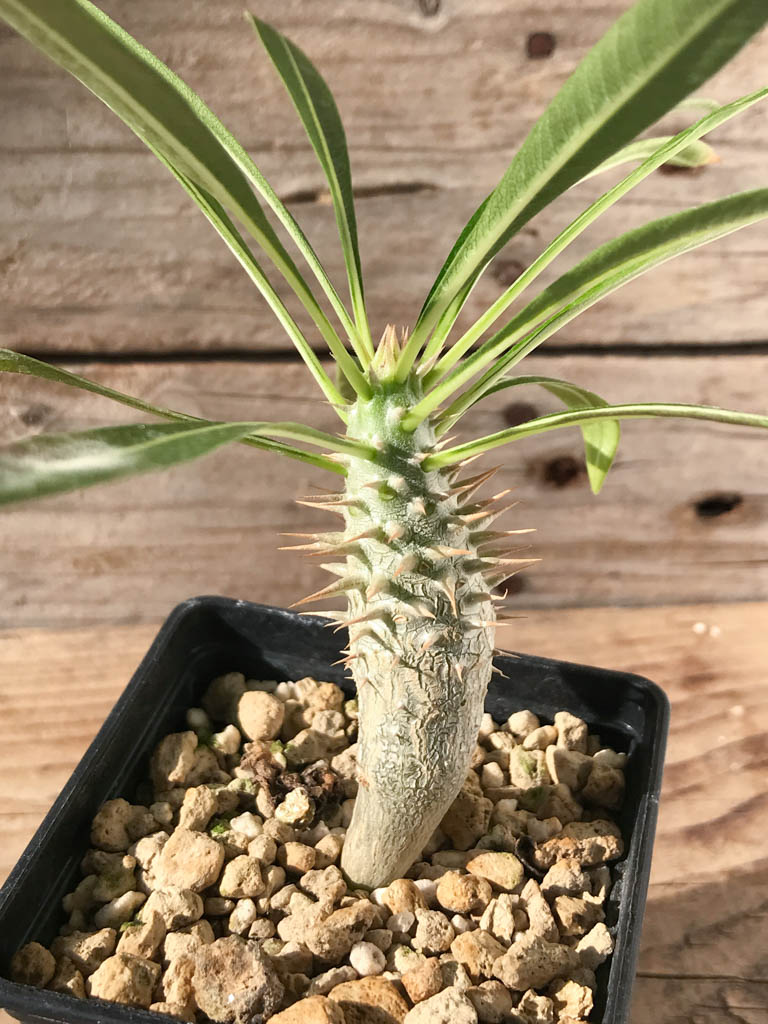 SHPR8178 Pachypodium rosulatum var. inopinatum, Madagascar - 画像 (4)