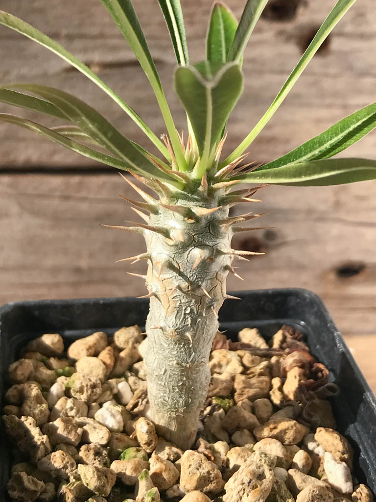 SHPR8178 Pachypodium rosulatum var. inopinatum, Madagascar - 画像 (5)