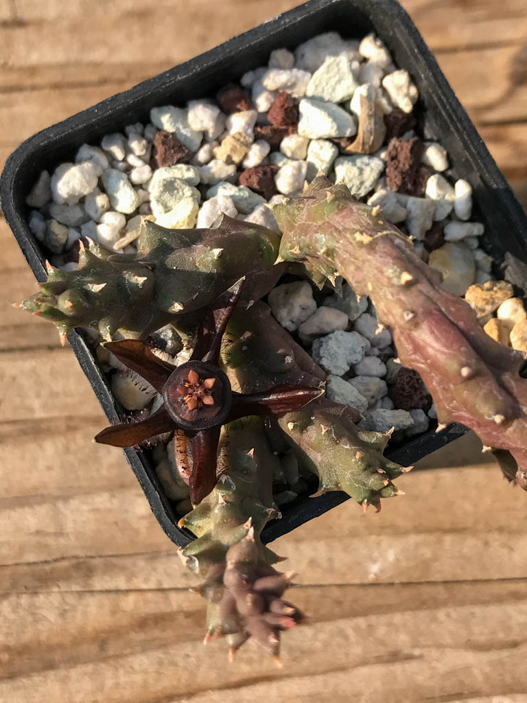 SHPR8181 Duvalia caespitosa