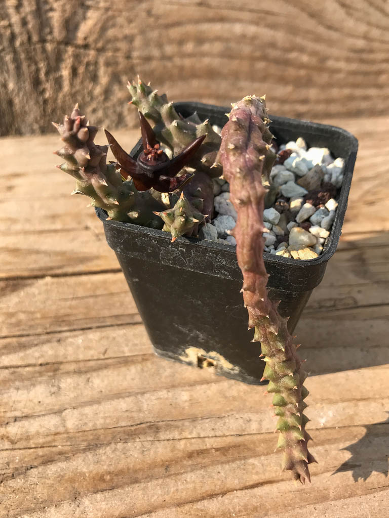 SHPR8181 Duvalia caespitosa - immagine 3