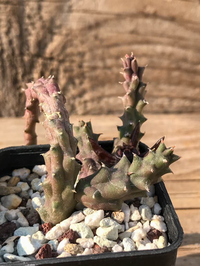 SHPR8181 Duvalia caespitosa - immagine 4