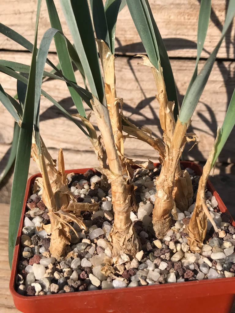 SHPR8182 Boophone disticha - Image 2