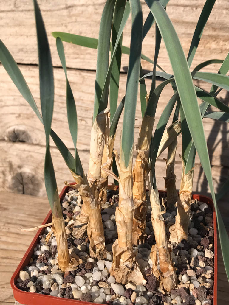 SHPR8182 Boophone disticha - Image 3