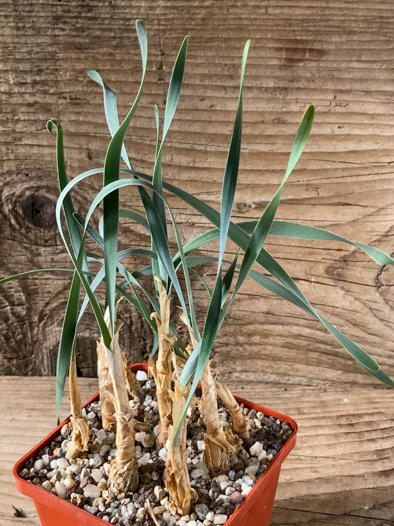 SHPR8182 Boophone disticha