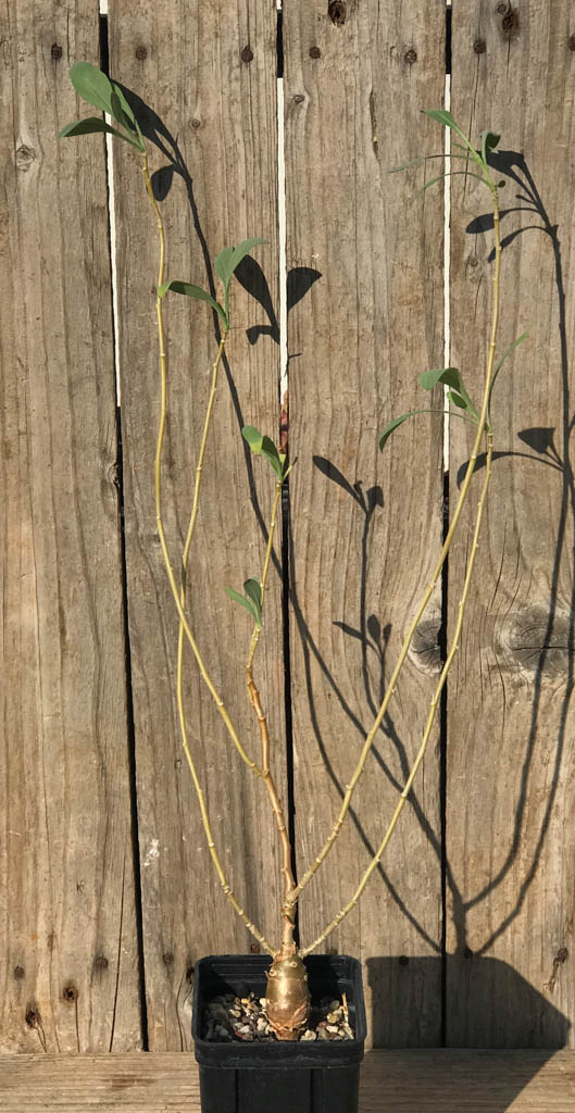 SHPR8183 Othonna macrosperma, South Africa - Image 2