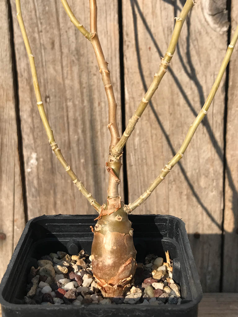 SHPR8183 Othonna macrosperma, South Africa