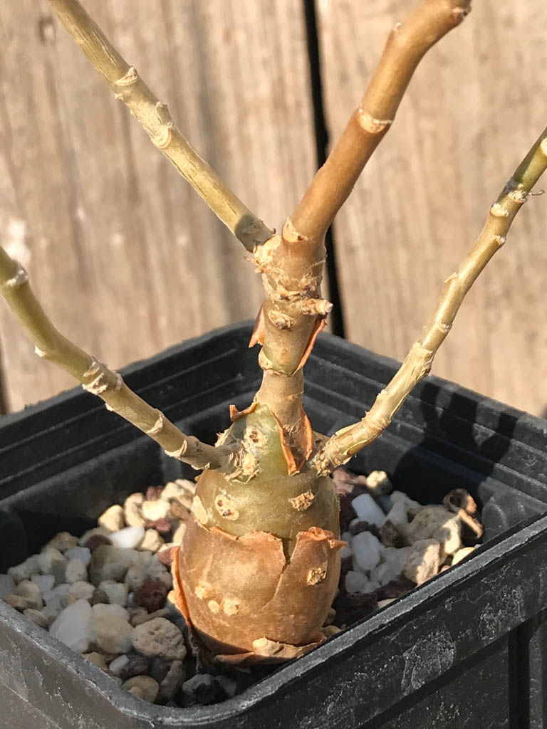 SHPR8183 Othonna macrosperma, South Africa - Image 4