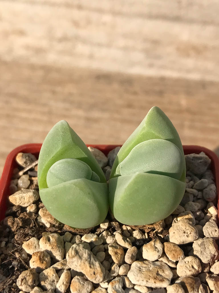 SHPR8184 Gibbaeum album, Springfontein, South Africa - Image 2