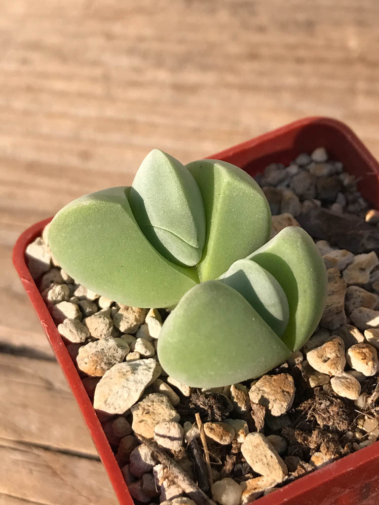 SHPR8184 Gibbaeum album, Springfontein, South Africa