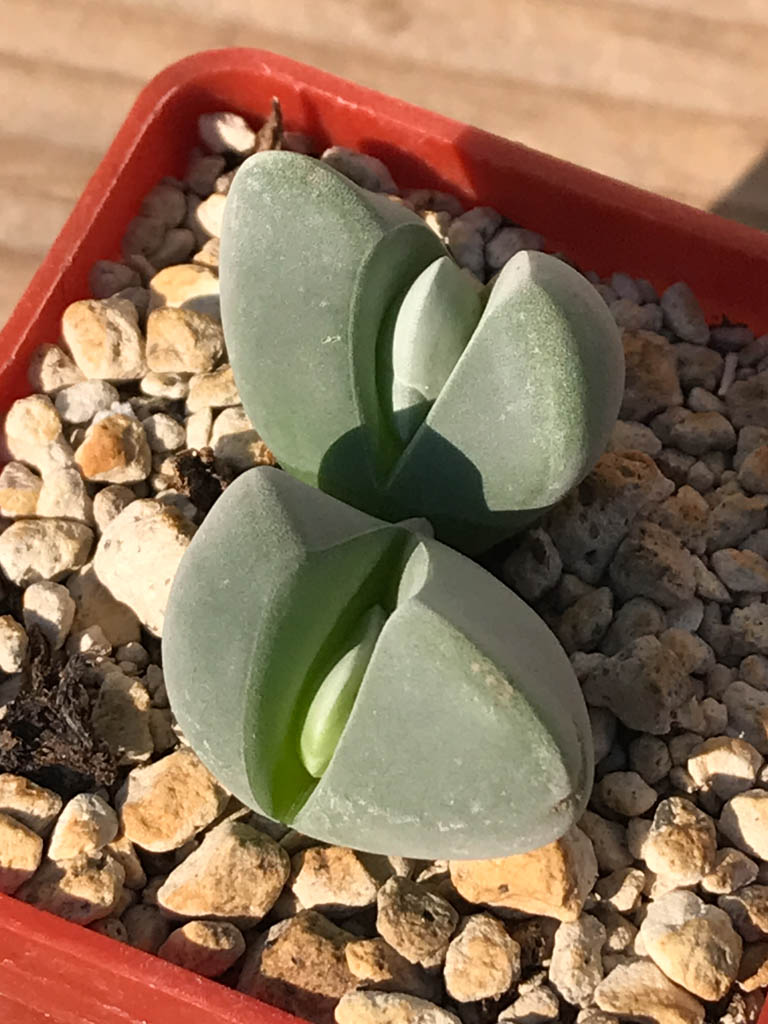 SHPR8184 Gibbaeum album, Springfontein, South Africa - Image 4