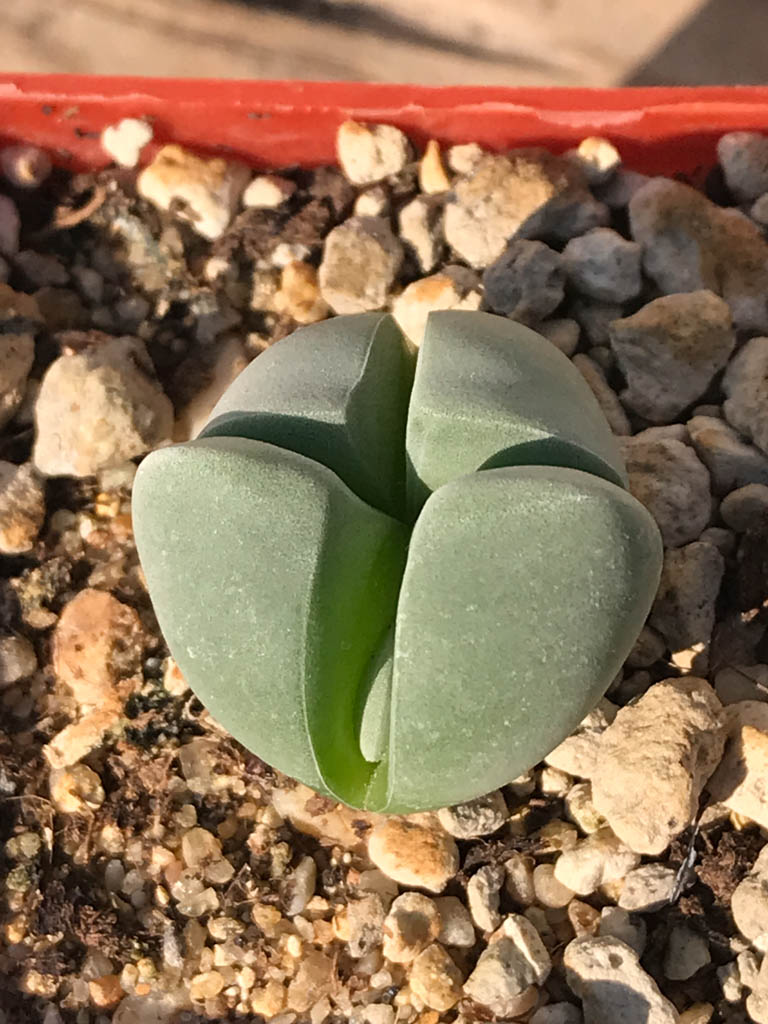 SHPR8184 Gibbaeum album, Springfontein, South Africa - Image 5