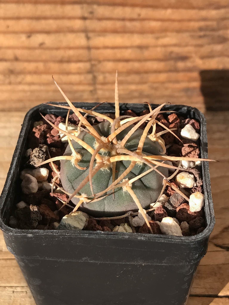 SHPR8186 Gymnocalycium cardenasianum MT 16-663, Tarija, San Pedro 2536 m., Bolivia - Image 2