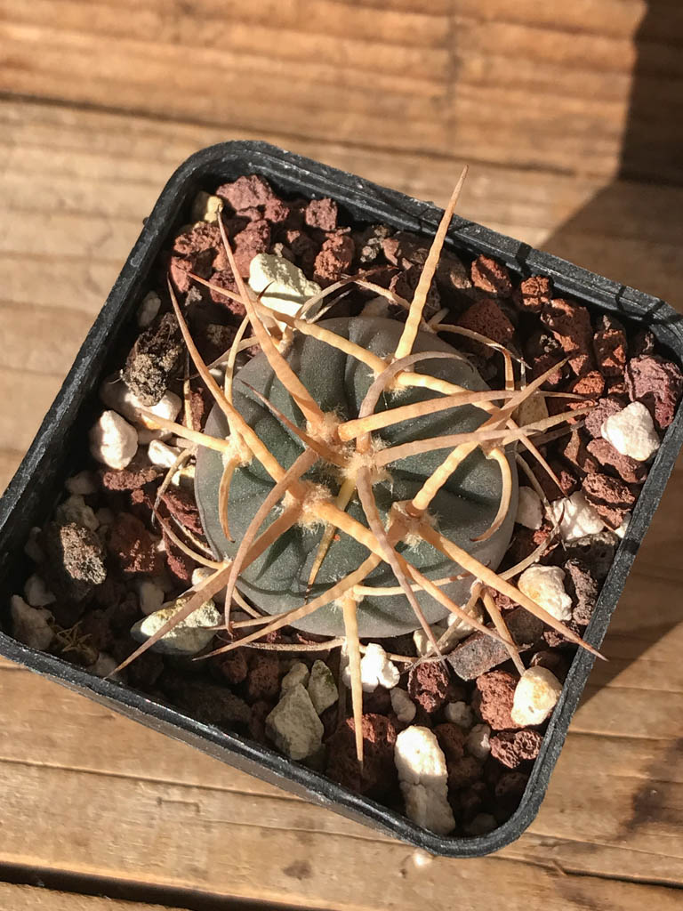 SHPR8186 Gymnocalycium cardenasianum MT 16-663, Tarija, San Pedro 2536 m., Bolivia - Image 3