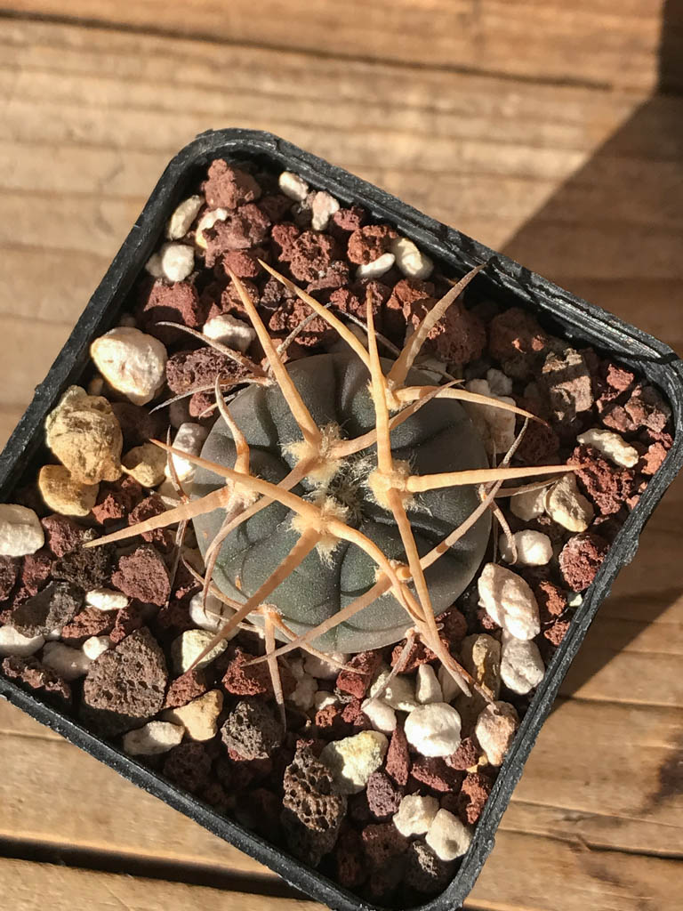 SHPR8186 Gymnocalycium cardenasianum MT 16-663, Tarija, San Pedro 2536 m., Bolivia - Image 4