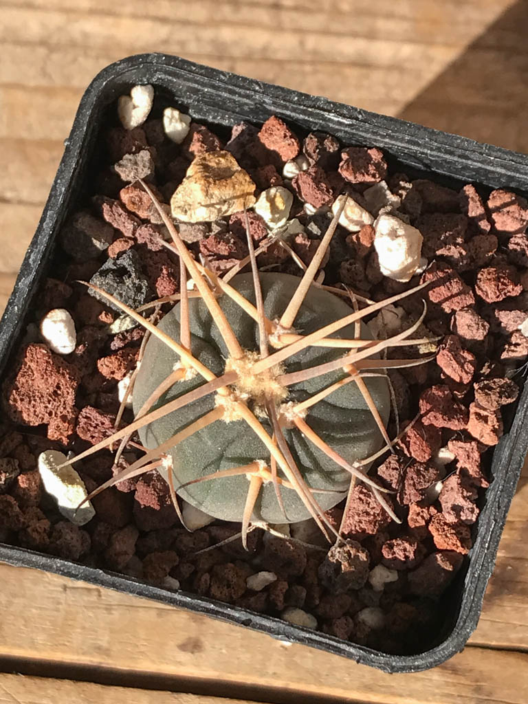 SHPR8186 Gymnocalycium cardenasianum MT 16-663, Tarija, San Pedro 2536 m., Bolivia