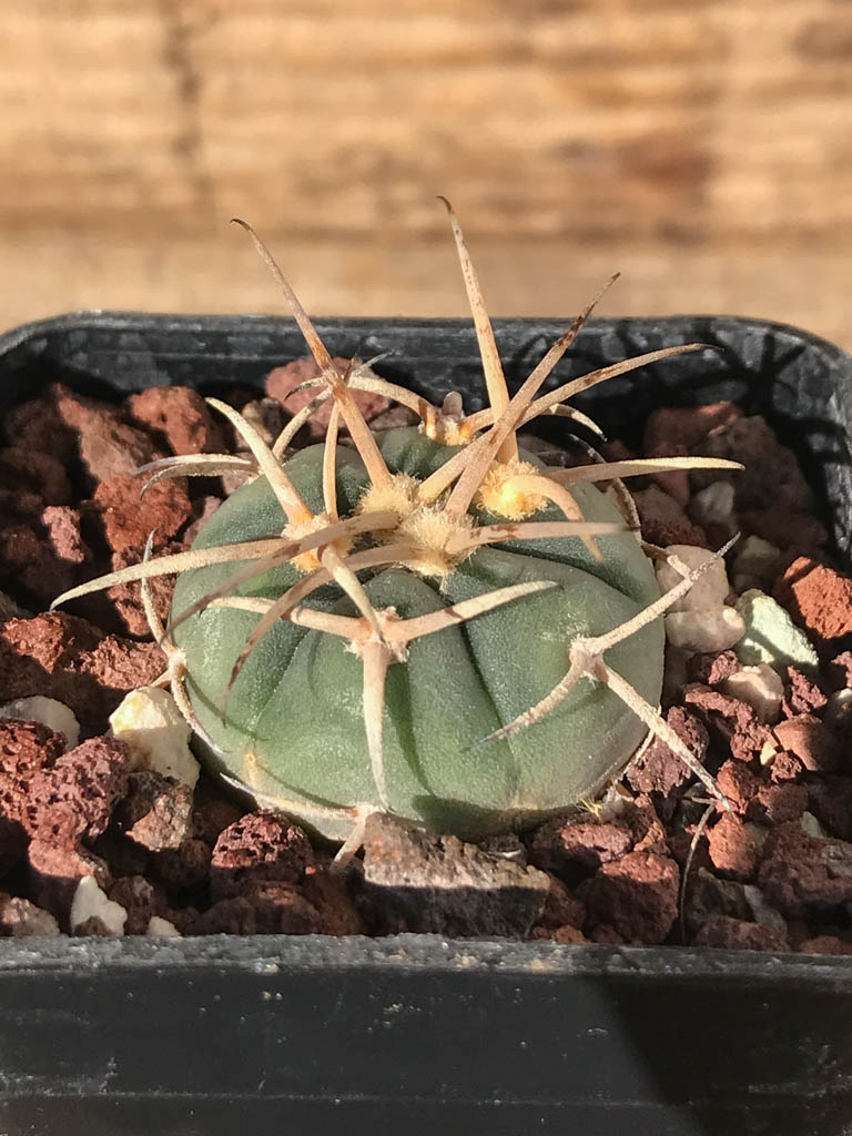 SHPR8187 Gymnocalycium cardenasianum MT 16-662, Tarija, El Puente 2385 m., Bolivia - Image 2