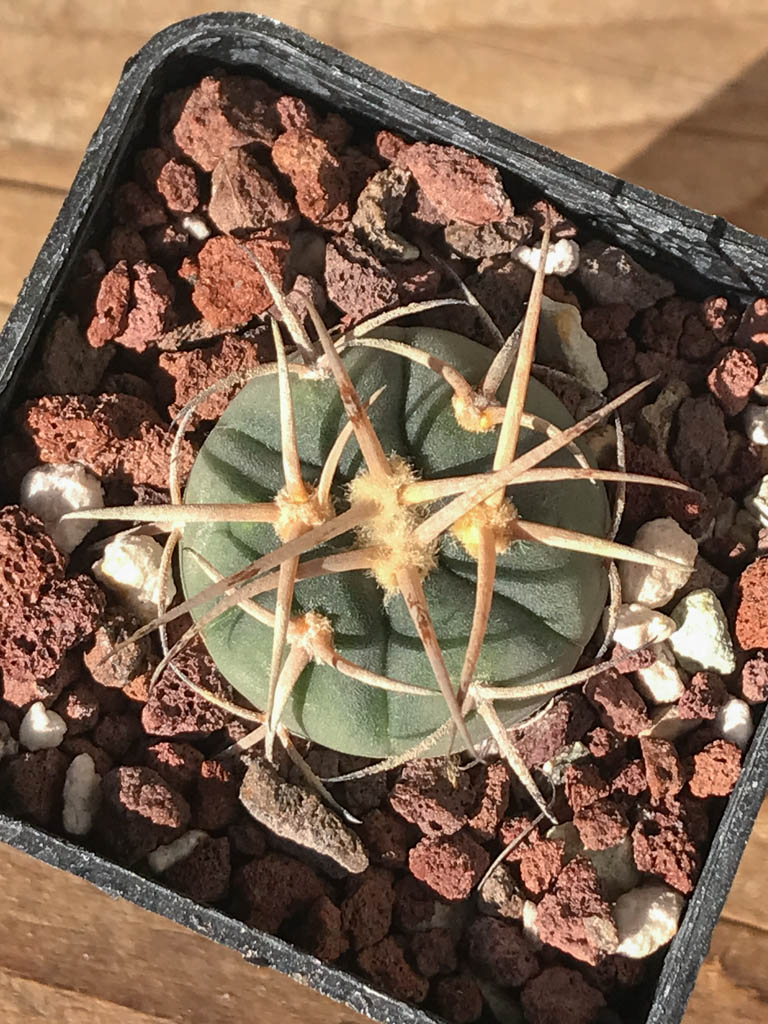 SHPR8187 Gymnocalycium cardenasianum MT 16-662, Tarija, El Puente 2385 m., Bolivia - Image 3