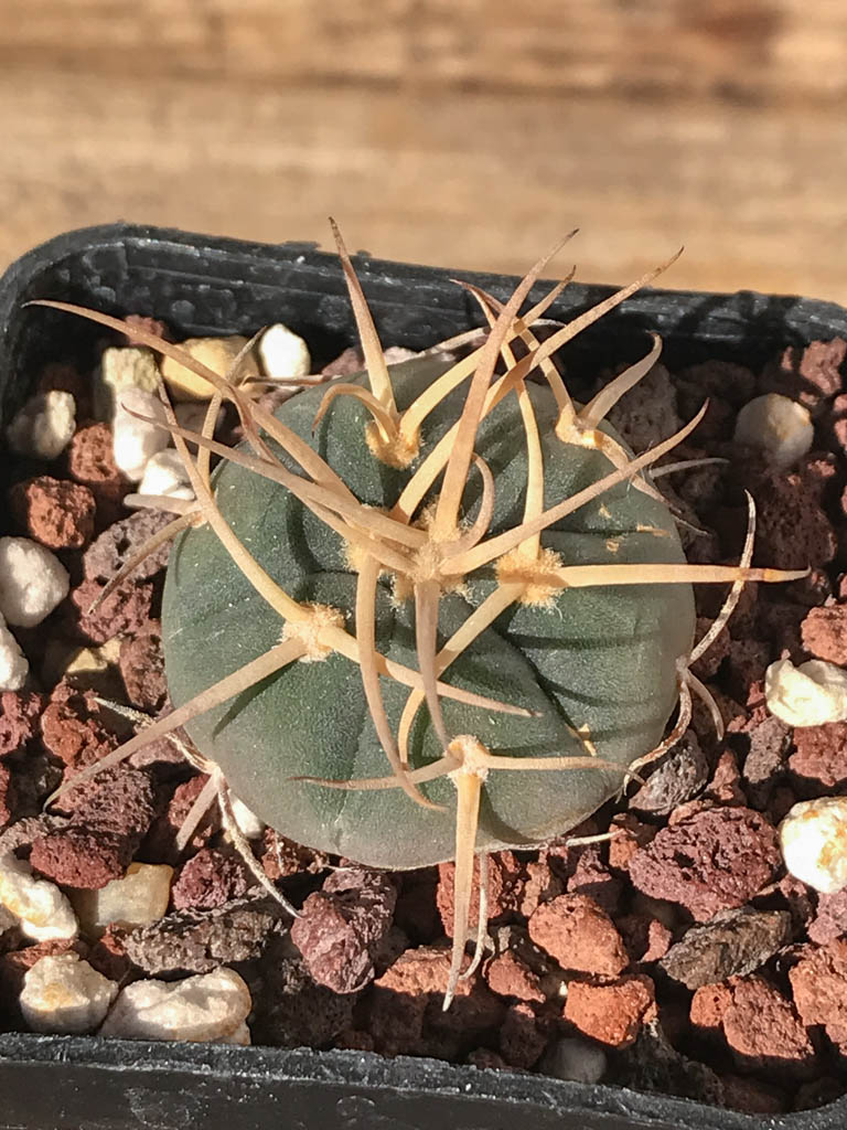 SHPR8187 Gymnocalycium cardenasianum MT 16-662, Tarija, El Puente 2385 m., Bolivia - Image 4
