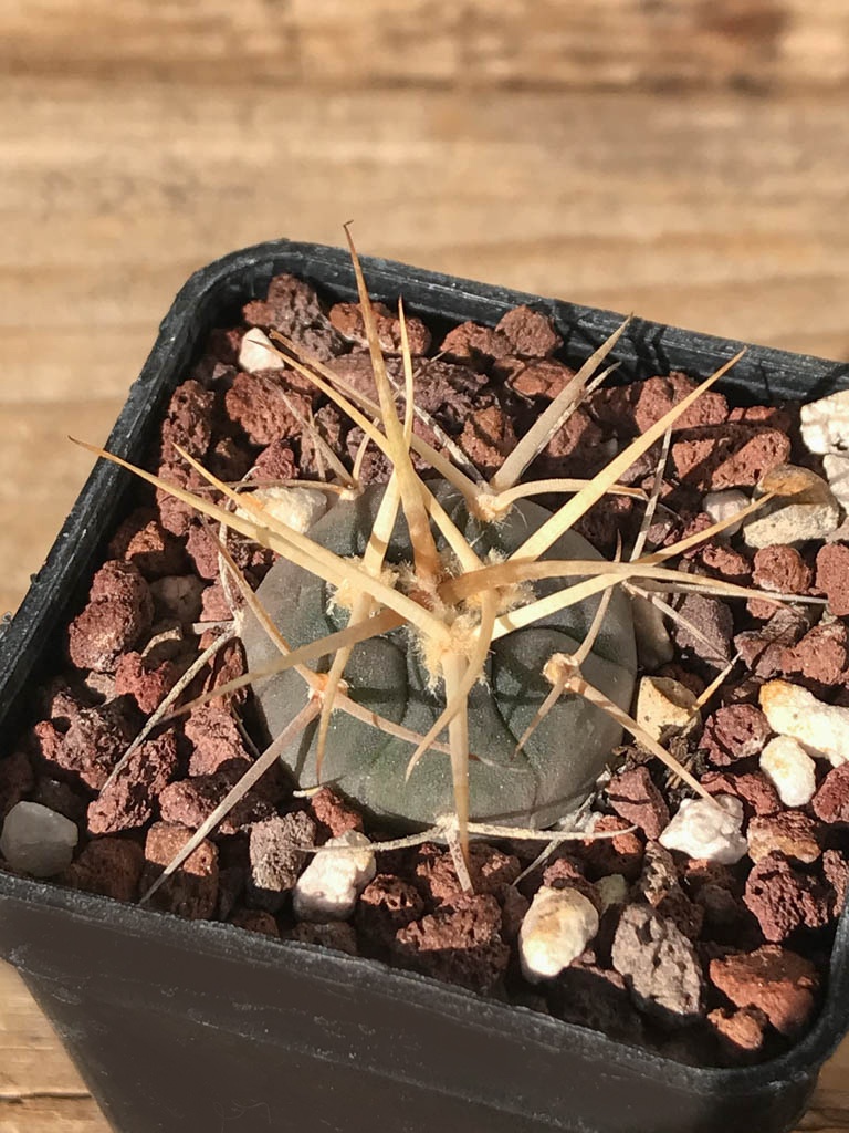 SHPR8187 Gymnocalycium cardenasianum MT 16-662, Tarija, El Puente 2385 m., Bolivia - Image 5