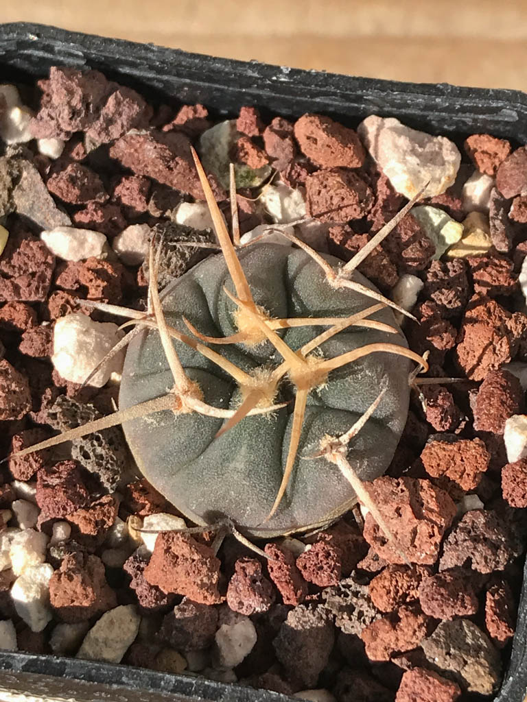 SHPR8187 Gymnocalycium cardenasianum MT 16-662, Tarija, El Puente 2385 m., Bolivia