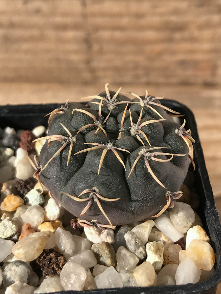 SHPR8192 Gymnocalycium robustum TOM 262/2, Ischilin 449 m, Cordoba, Argentina - Image 2