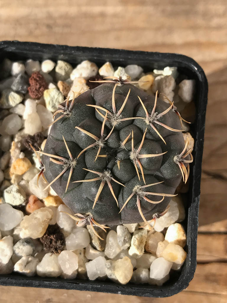 SHPR8192 Gymnocalycium robustum TOM 262/2, Ischilin 449 m, Cordoba, Argentina