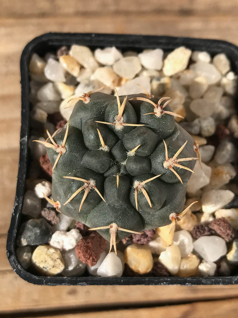 SHPR8192 Gymnocalycium robustum TOM 262/2, Ischilin 449 m, Cordoba, Argentina - Image 4