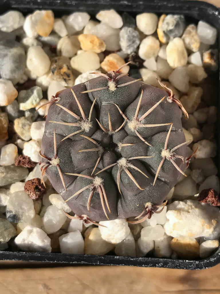 SHPR8192 Gymnocalycium robustum TOM 262/2, Ischilin 449 m, Cordoba, Argentina - Image 5