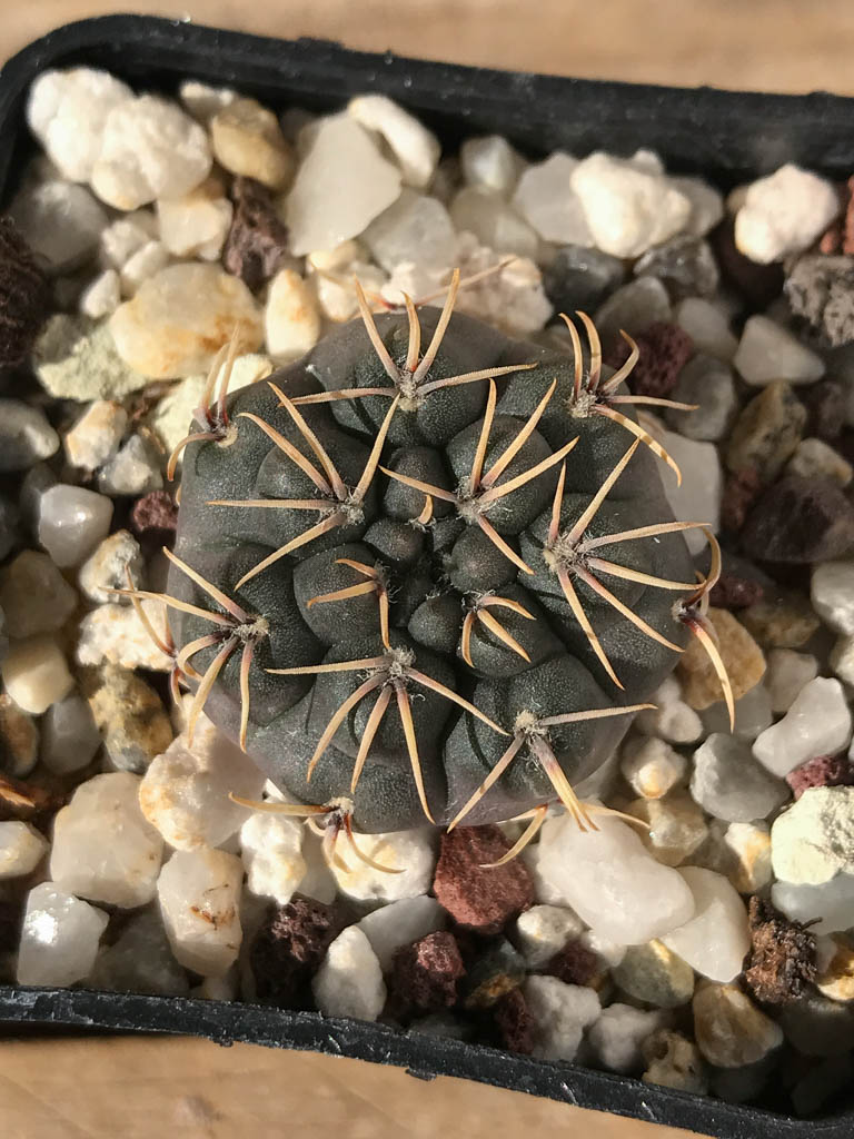 SHPR8192 Gymnocalycium robustum TOM 262/2, Ischilin 449 m, Cordoba, Argentina - Image 6