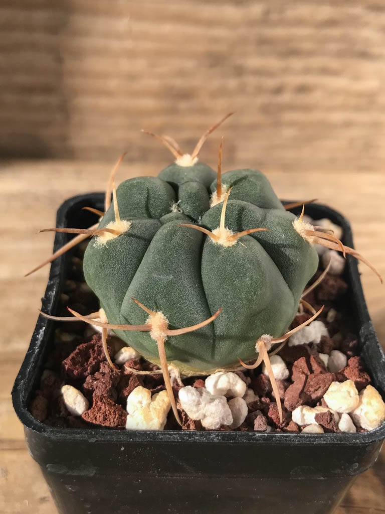 SHPR8193 Gymnocalycium bayrianum TOM 841/1, Rio Candelaria 1189 m., Argentina - immagine 2