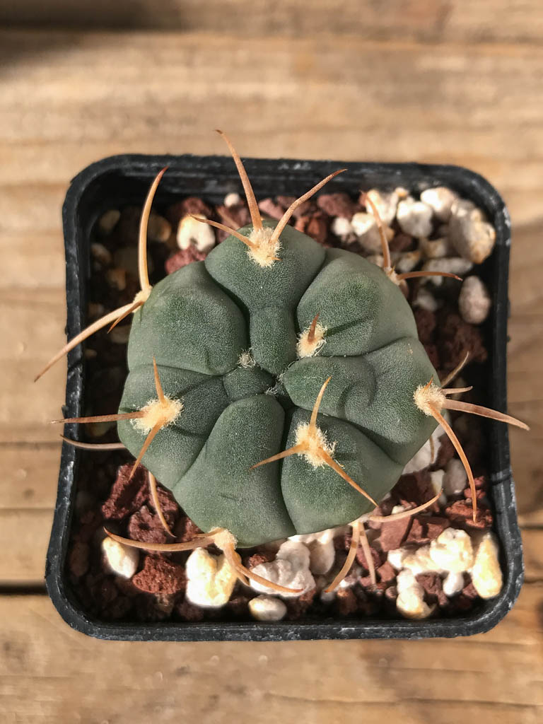 SHPR8193 Gymnocalycium bayrianum TOM 841/1, Rio Candelaria 1189 m., Argentina - immagine 3