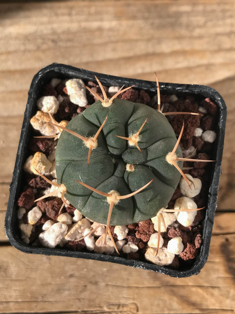 SHPR8193 Gymnocalycium bayrianum TOM 841/1, Rio Candelaria 1189 m., Argentina - immagine 4