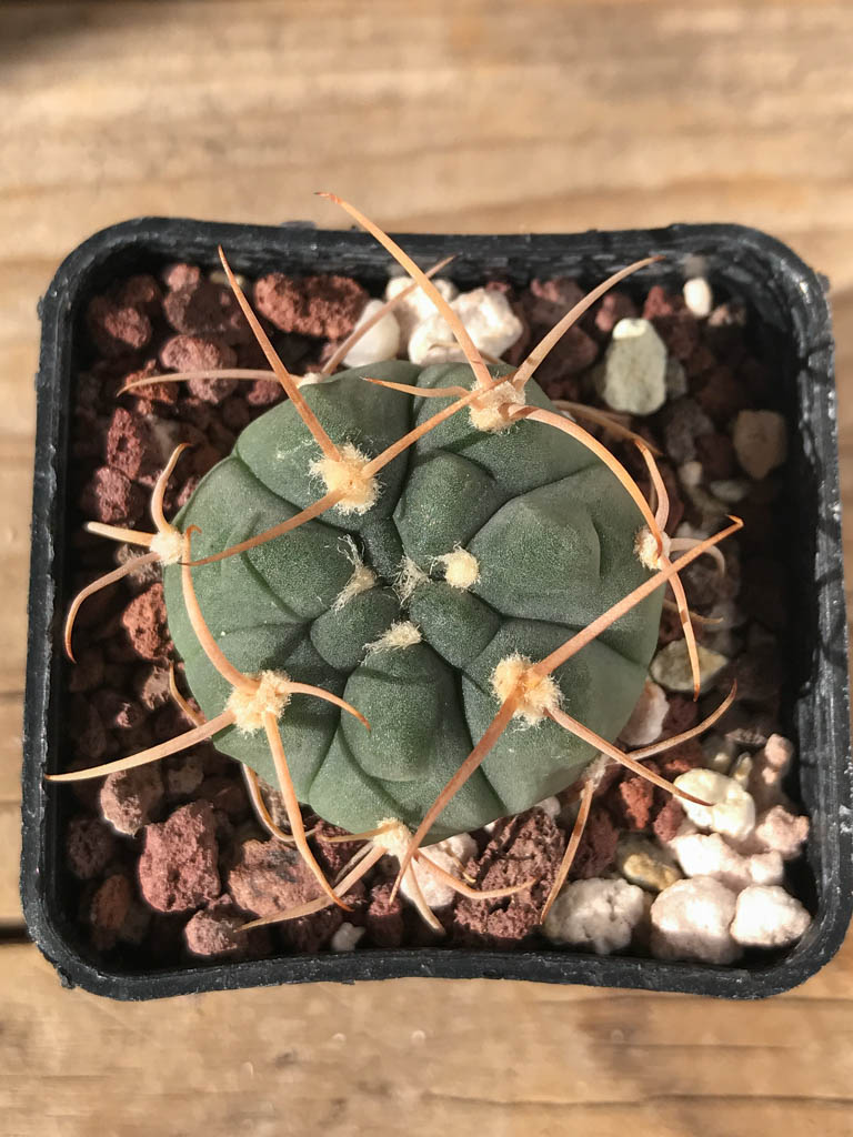 SHPR8193 Gymnocalycium bayrianum TOM 841/1, Rio Candelaria 1189 m., Argentina