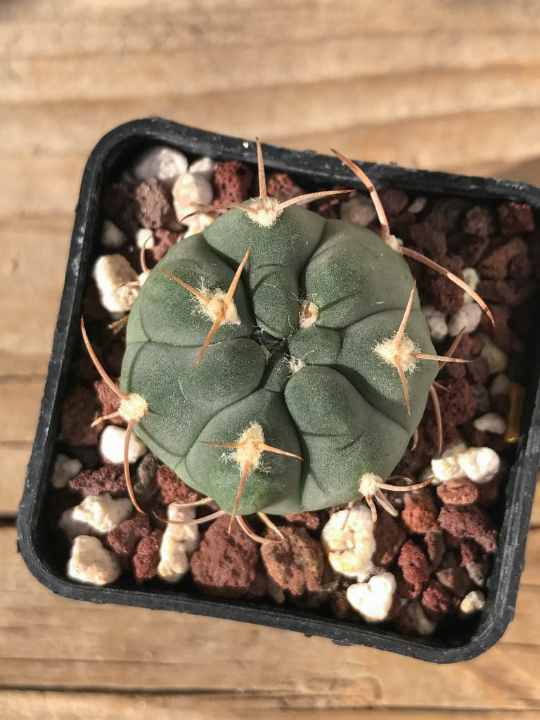 SHPR8193 Gymnocalycium bayrianum TOM 841/1, Rio Candelaria 1189 m., Argentina - immagine 6