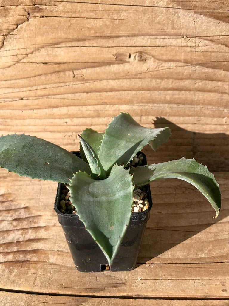 SHPR8194 Agave 'Mr. Ripple' - immagine 2