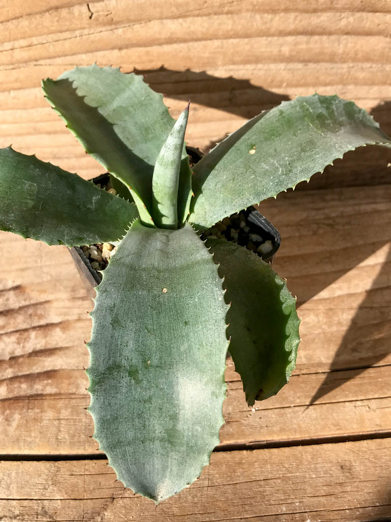 SHPR8194 Agave 'Mr. Ripple'