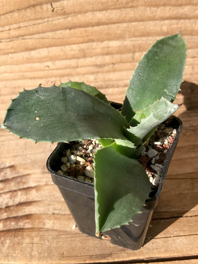 SHPR8194 Agave 'Mr. Ripple' - immagine 4