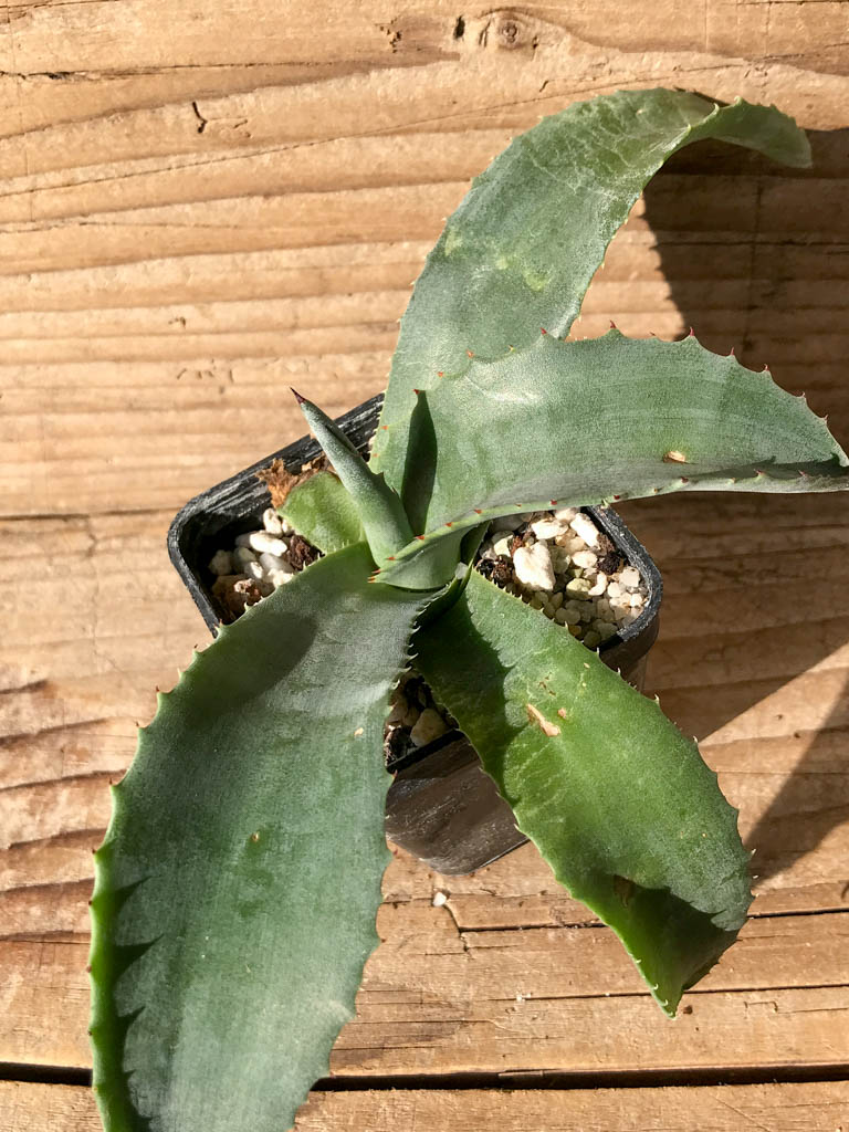 SHPR8194 Agave 'Mr. Ripple' - immagine 5