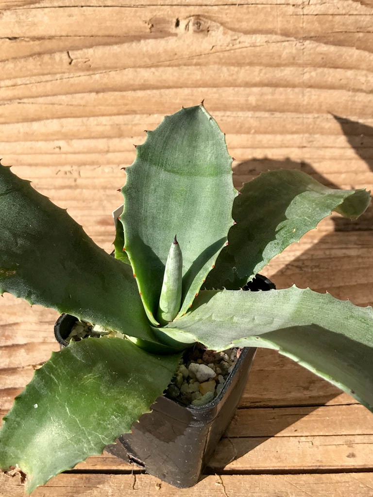 SHPR8194 Agave 'Mr. Ripple' - immagine 6
