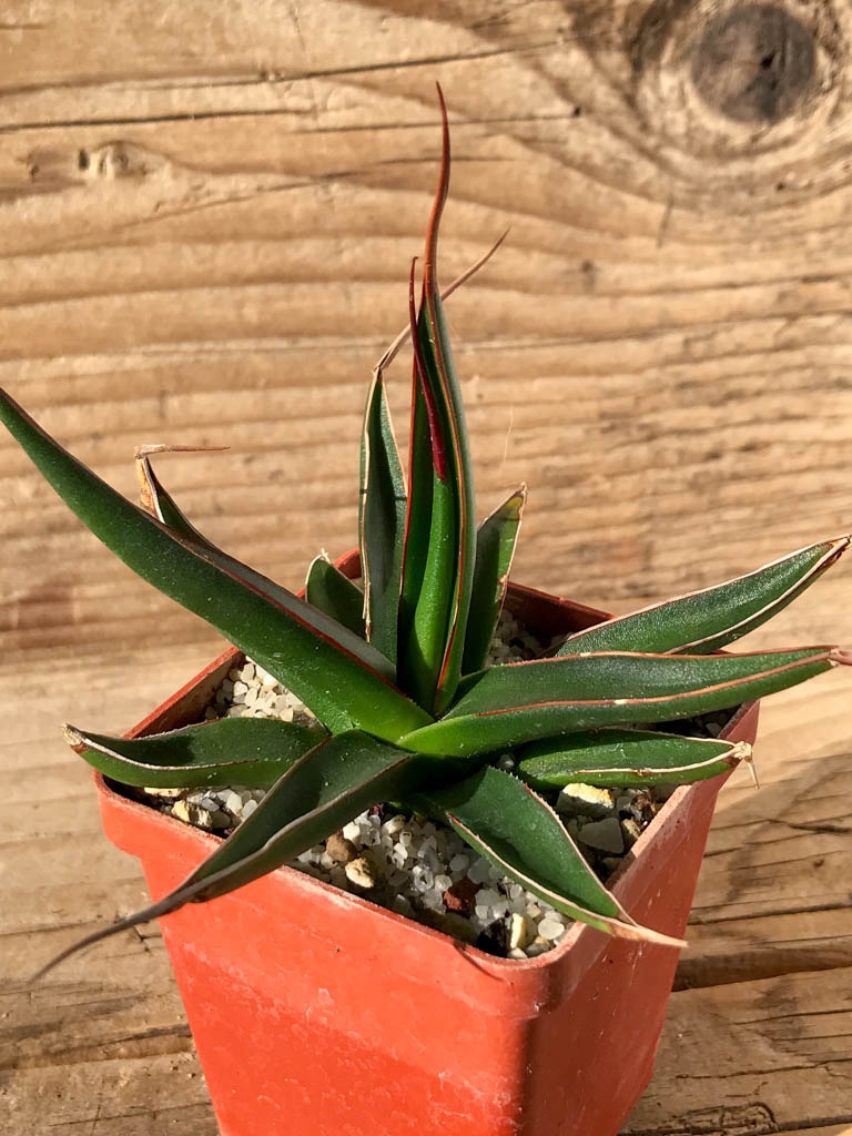 SHPR8197 Agave pelona - Obrázek 3